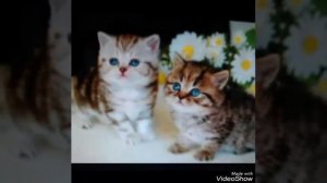 Котята имя 505