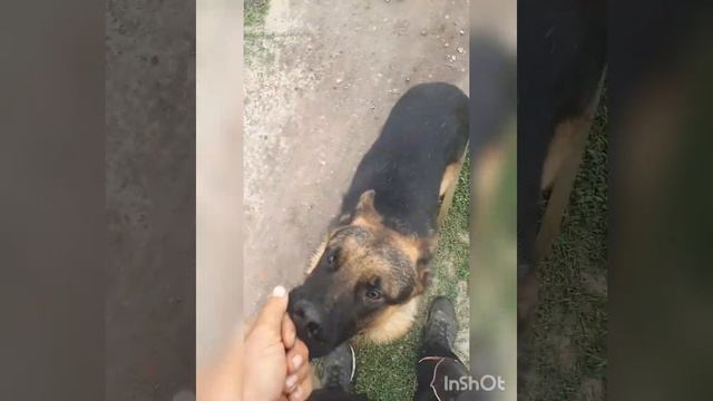 Один день из жизни дрессировщика))) смотреть онлайн