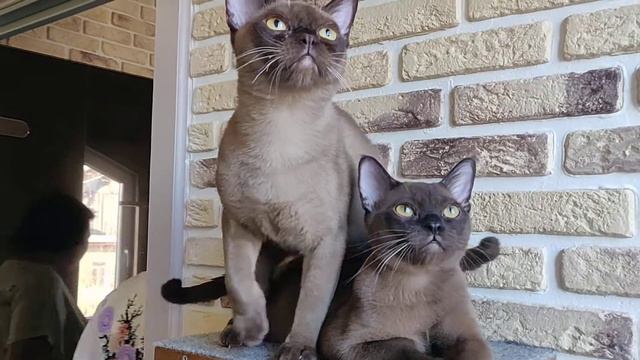 Утя и Фил / Бурманские котята / Соболь и шампань смотреть онлайн