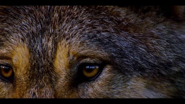 Волк.mp4 смотреть онлайн