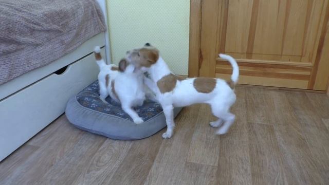 Home Sweet Home! Happy dogs play / Jack Russell Terrier puppy and mother смотреть онлайн