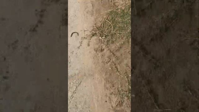 если под етим роликом сабирертся 100 лаиков тагда будет видео с мои другом и лицо смотреть онлайн