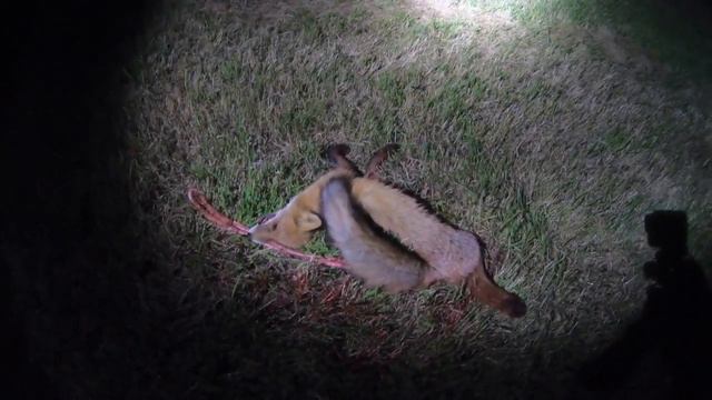 Охота на приваде, еноты, лисы! Это было супер! смотреть онлайн