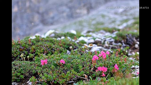 DOLOMITI, Escursione al Rifugio Pisciadù_트래킹, 피쉬아두로 가는 여정 смотреть онлайн