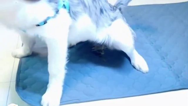 Многоразовая впитывающая пеленка для собак смотреть онлайн