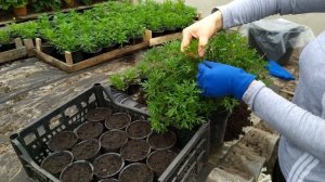 ПРОВЕРЕННЫЙ НАМИ СПОСОБ ЧЕРЕНКОВАНИЯ АРГИРАНТЕМУМА