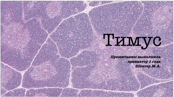 Тимус. Нормальная гистология