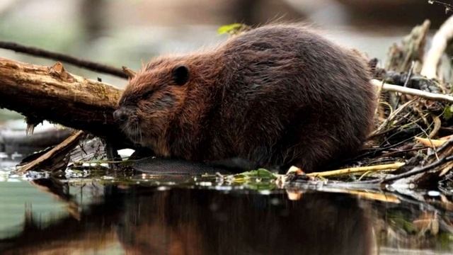 Бобры отомстили людям за разрушенные плотины смотреть онлайн
