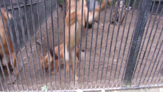 Красные волчата 20.09.17г. Новосибирский зоопарк им.Р.А.Шило смотреть онлайн