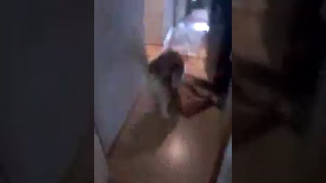 Приручить дикого волка смотреть онлайн