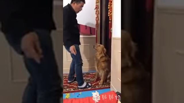 Мама собака защищает своих щенят???? смотреть онлайн