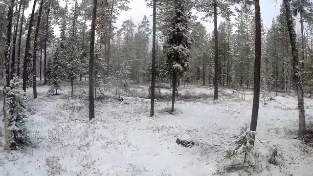 Первый снег....По следу глухаря.... смотреть онлайн