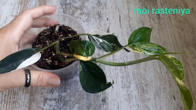 Эпипремнум Пиннатум вариегатный. Обзор.