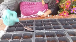 Ранняя капуста "ПАРЕЛ" без пикировки в кассеты.