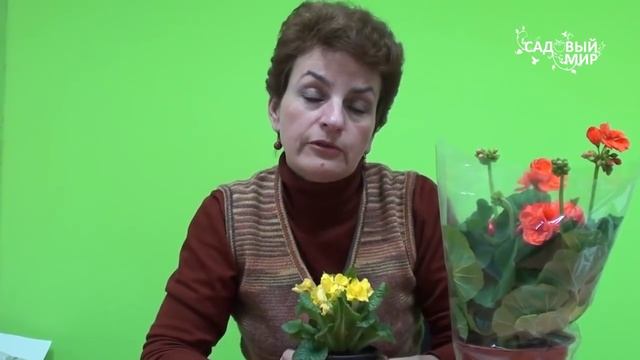 Подарок к 8 Марта Как ухаживать за цветами в горшке смотреть онлайн