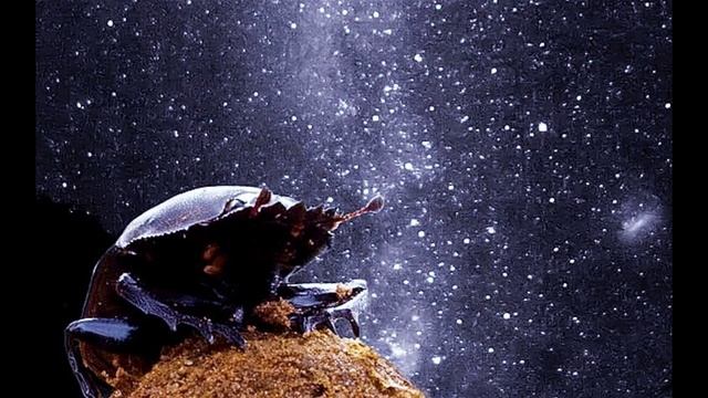 СЕМЬЯ СВЕТА! НОВАЯ ЗЕМЛЯ ПОДНЯЛАСЬ Послание Арх. Михаила чере Силию Фенн смотреть онлайн