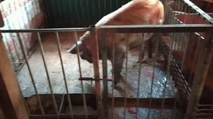 Свиноматка не приняла поросят.