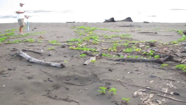 Tortugas En Parque Nacional Tortuguero, Costa Rica