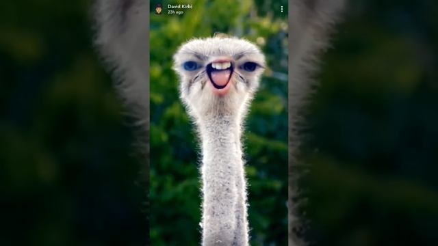Odd ostrich смотреть онлайн