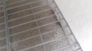 Пол в Новой Голубятне