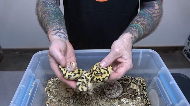 Ball Python Clutch Update! So Many Colours! смотреть онлайн