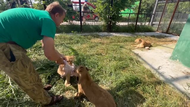 ВЫ ЖДАЛИ ЭТОТ СЮЖЕТ! Чем отличаются ручные львята от тех, кого люди не брали на руки! смотреть онлайн
