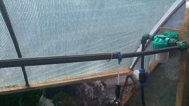 Затенение теплицы с туманом, укоренение саженцев клубники неделя спустя! смотреть онлайн