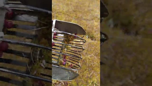 сбор клюквы на Великих озерах... смотреть онлайн