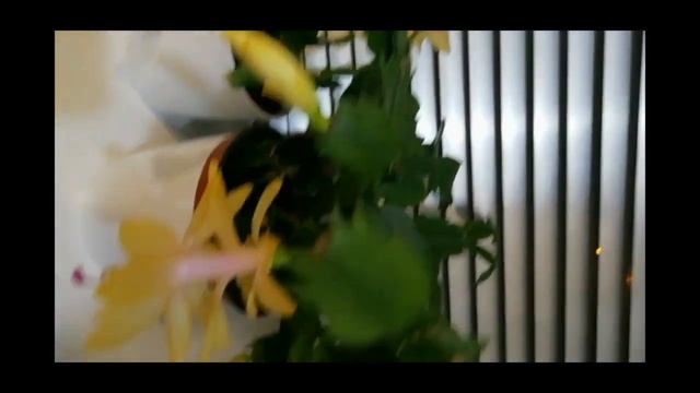 ЗИГОКАКТУС ШЛЮМБЕРГЕРА //РАЗМНОЖЕНИЕ//РЕЗУЛЬТАТ ? смотреть онлайн