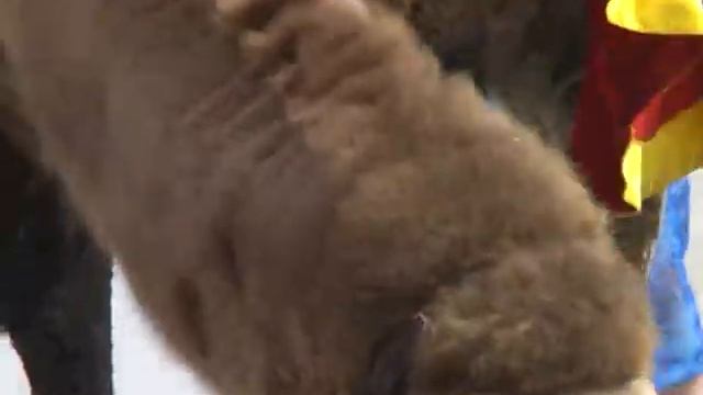 Верблюд.mpg смотреть онлайн