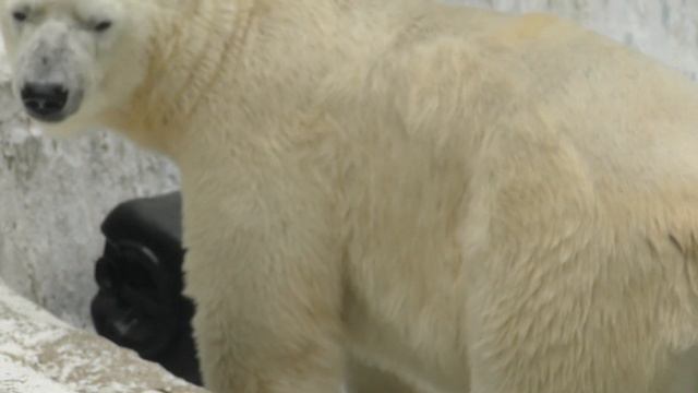 シロクマのホウちゃん💗肉付きが良くなった【天王寺動物園】 смотреть онлайн