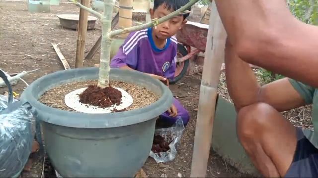 Panen Cangkokan Waru India Dan Cara Tanam смотреть онлайн