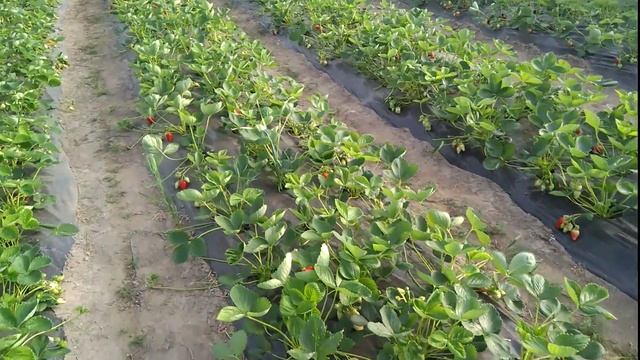 Клубника в теплице ,в Эстонии-- Maasikas Kasvuhoones,eestis;азиа,алба,клерй,Сирия ,флорентина.