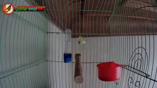 For Training Canary Singing, (Russian Singer Canary Singing) Canto De Canario, Bird Sounds