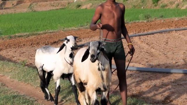 RAM RACING смотреть онлайн
