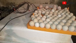 Горная куропатка инкубация 2023 год