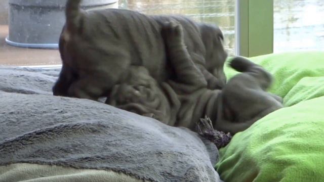 blue sharpei puppies playing 8 weeks old смотреть онлайн