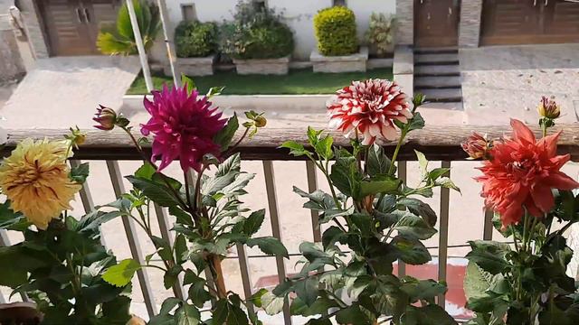 dahlia flowers/Sumbul'sgarden смотреть онлайн