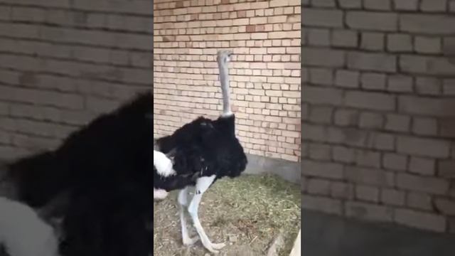 Страус против человека смотреть онлайн