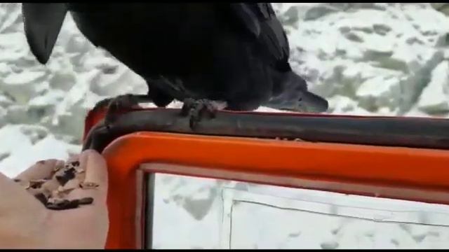 Ворон щелкает семечки смотреть онлайн