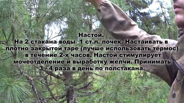 ДАРЫ ПРИРОДЫ / КЕДРОВЫЕ ПОЧКИ смотреть онлайн