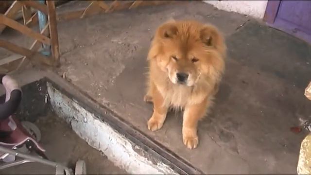 MOV017 смотреть онлайн