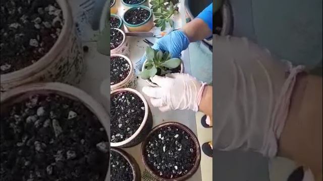 Repotting Succulents смотреть онлайн