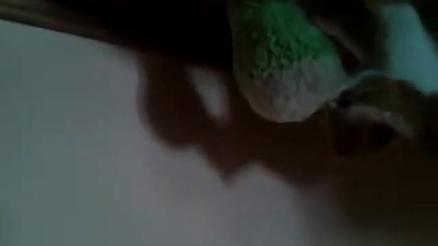 Котак яде жаба смотреть онлайн