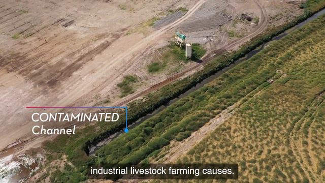 Animal Equality's Investigation Into Mexico’s Factory Farms Shows Environmental Nightmare смотреть онлайн