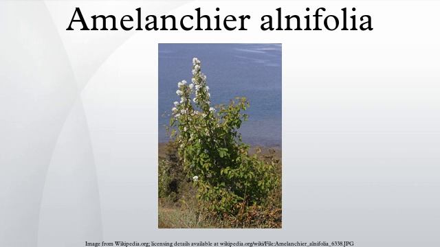 Amelanchier alnifolia