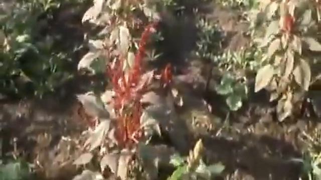 Амарант выращивание в экстремальных условиях смотреть онлайн