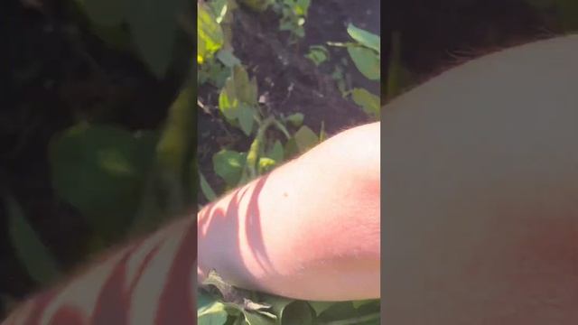 Картофель на грядке / Potatoes in the garden / Молодая картошка смотреть онлайн