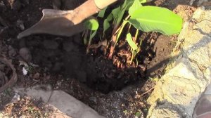 Канны.   Весенняя посадка клубней.