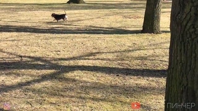 ЦВЕРГПИНЧЕР??. ХЕППИ ЛАЙФ? ?))) ZWERGPINSCHER. HAPPY LIFE ))) смотреть онлайн